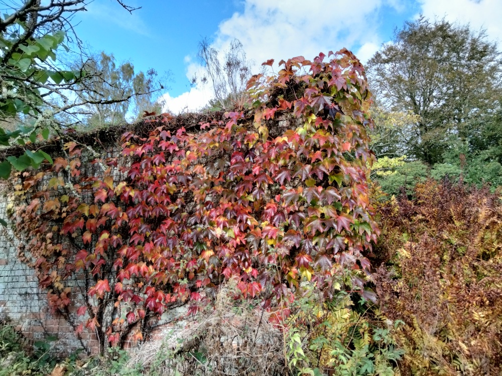 Virginia Creeper on the Ruins of Scotney Castle, Lamberhurst, Kent