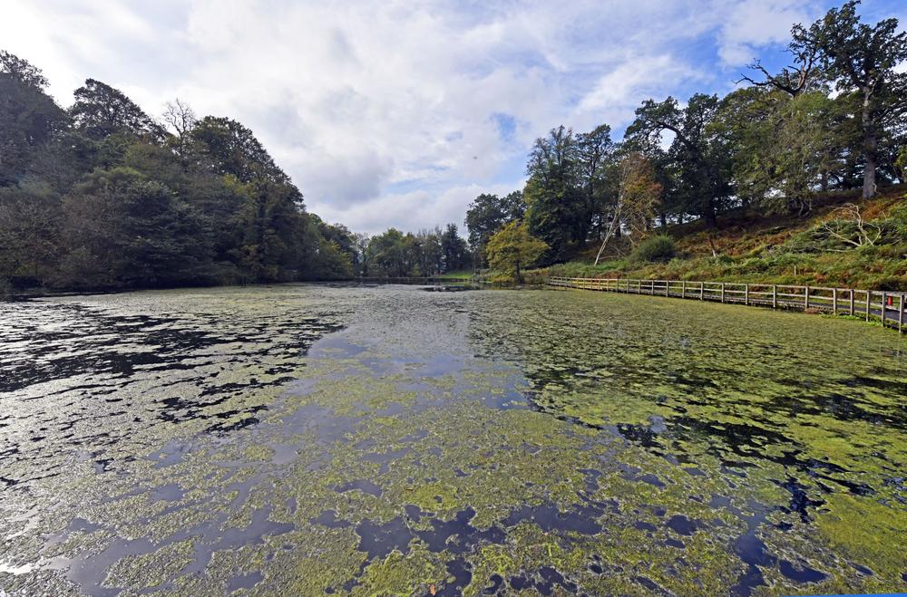 Lake in the grounds of Newton House, Dinefwr photo by Paul V. A. Johnson