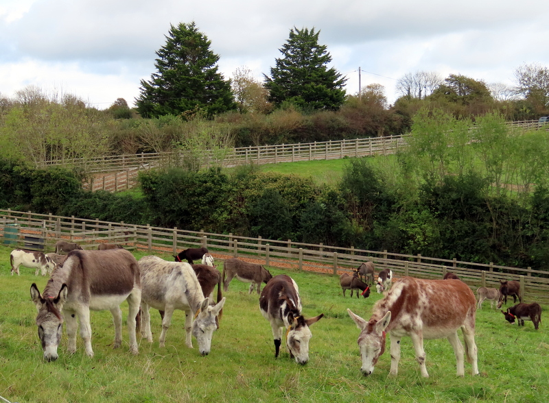 Donkeys
