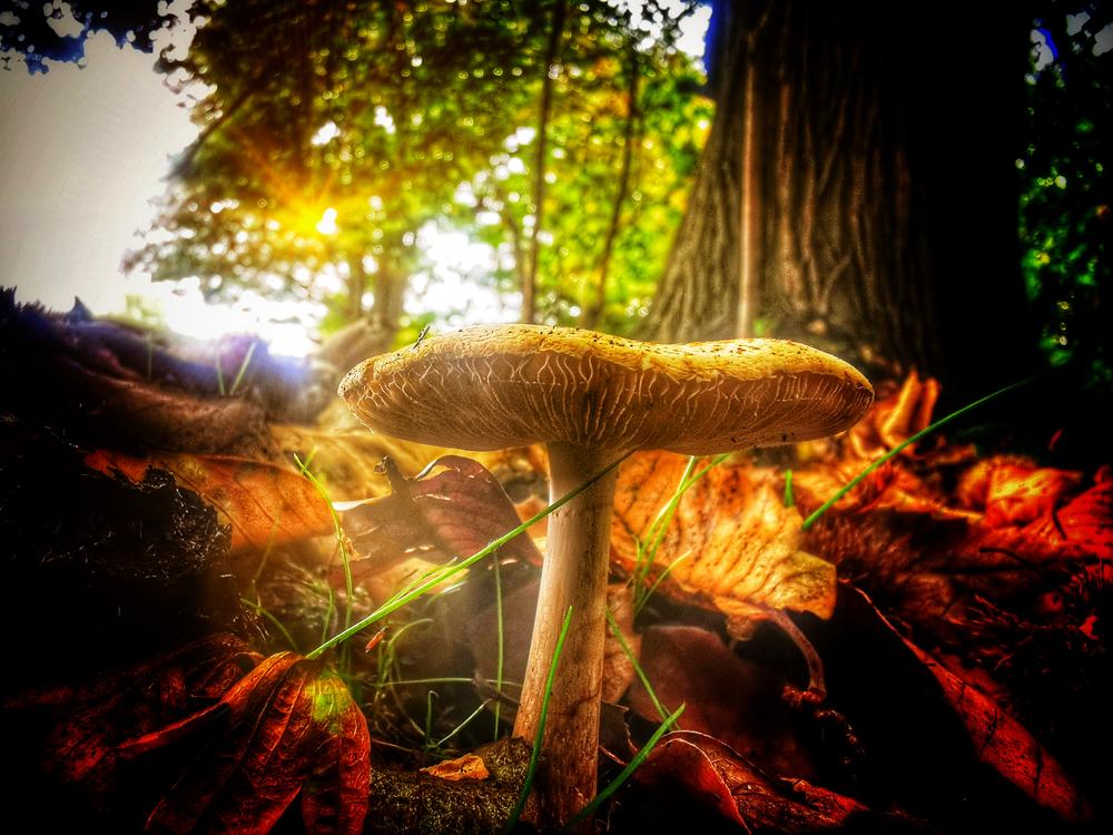Photograph of Fungi Cobham Woods