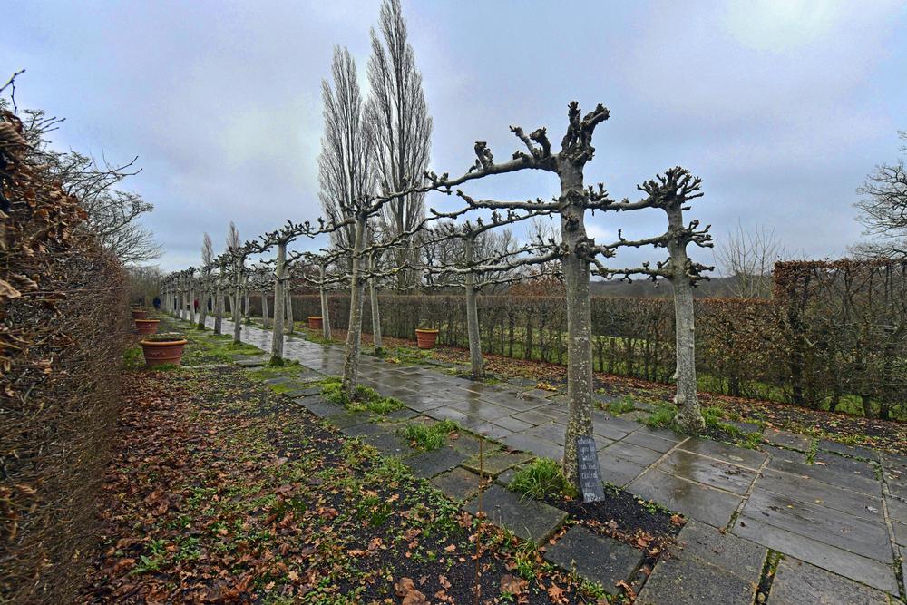 The Lime Walk, Sissinghurst Castle Garden