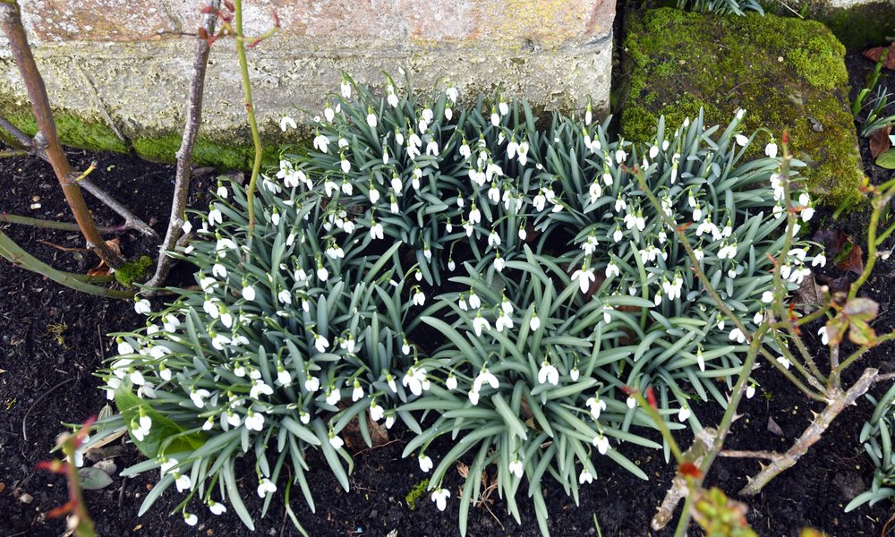 Snowdrops at Hever Castle Garden