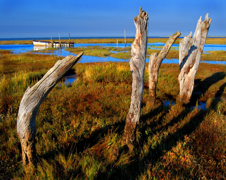 Stumps at the beach