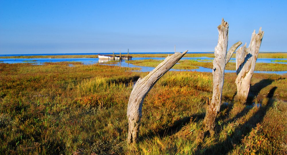 Tree stumps and shadows by the sea