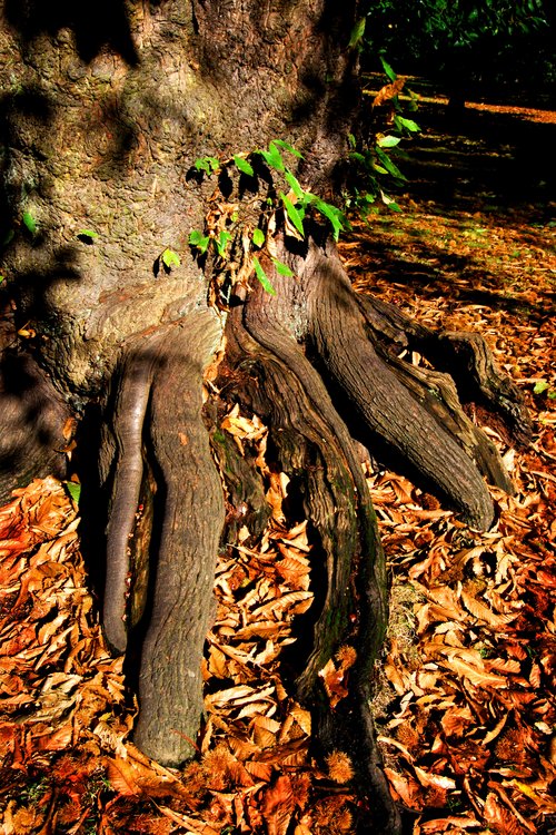Tree roots, Greenwich Park London