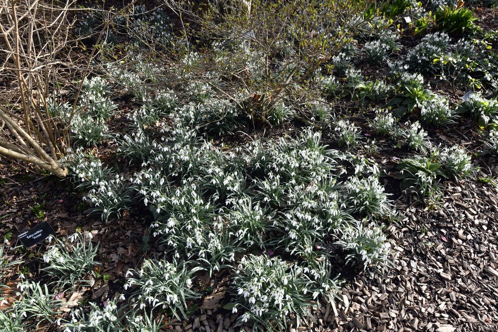 The gardens at RHS Wisley