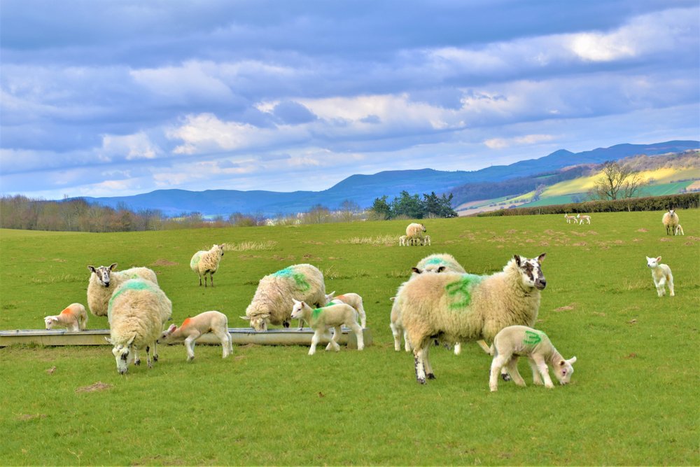 New born lambs near Onibury