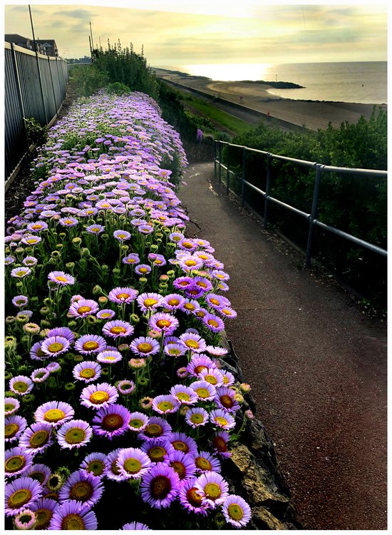 Beach flowers