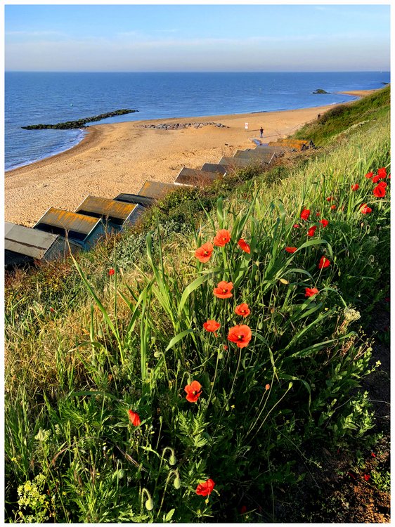 Beach poppies