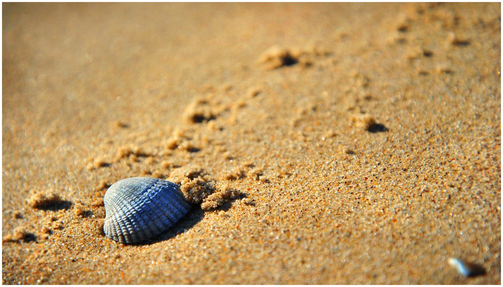 Blue sea shell