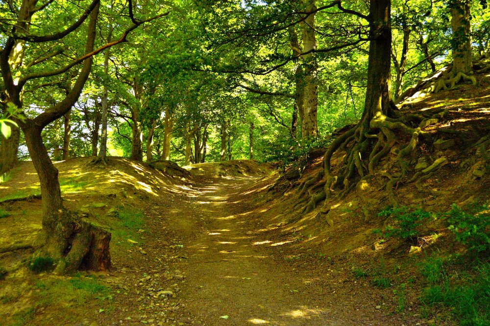 Photo of Hagg Wood, Mirfield, West Yorkshire