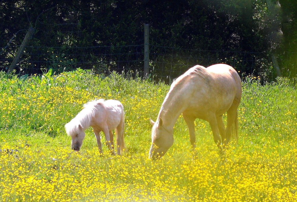 Horses and buttercups, Gomersal, West Yorkshire