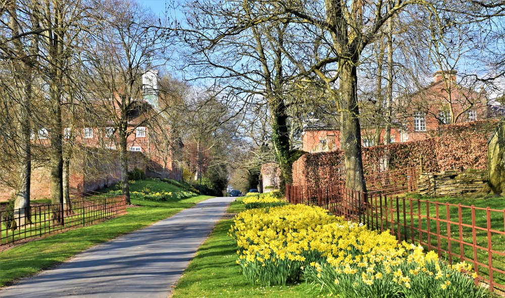 Spring daffodils near Shobdon