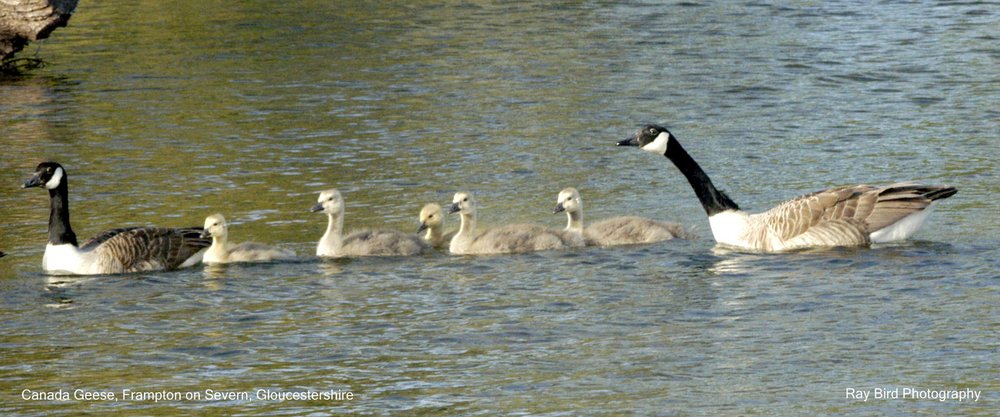 Canada Geese, Frampton on Severn, Gloucestershire