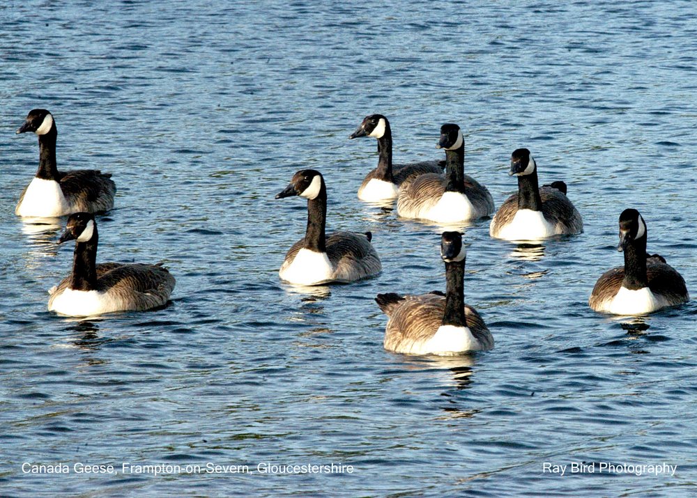 Canada Geese, Frampton on Severn, Gloucestershire