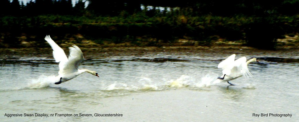 Aggresive Swan Display, nr Frampton on Severn, Gloucestershire