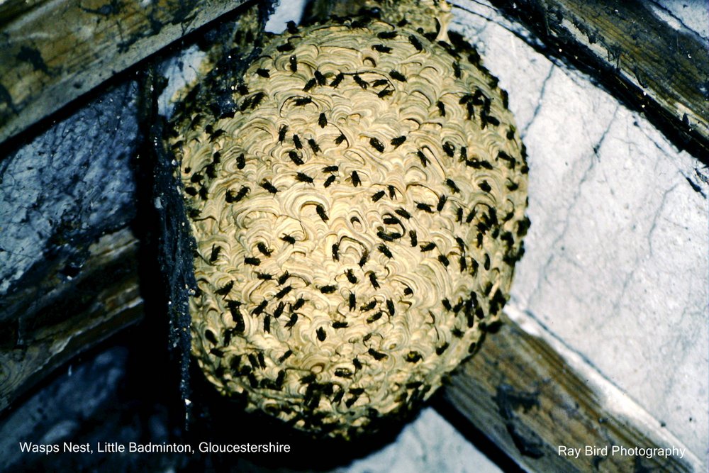 Wasps Nest in old Farm Building, Little Badminton, Gloucestershire