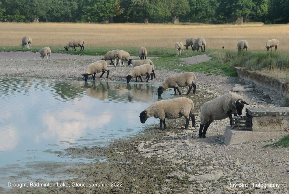 The Drought, Badminton Lake, Gloucestershire 2022