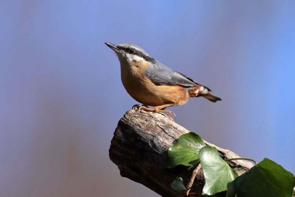Nuthatch