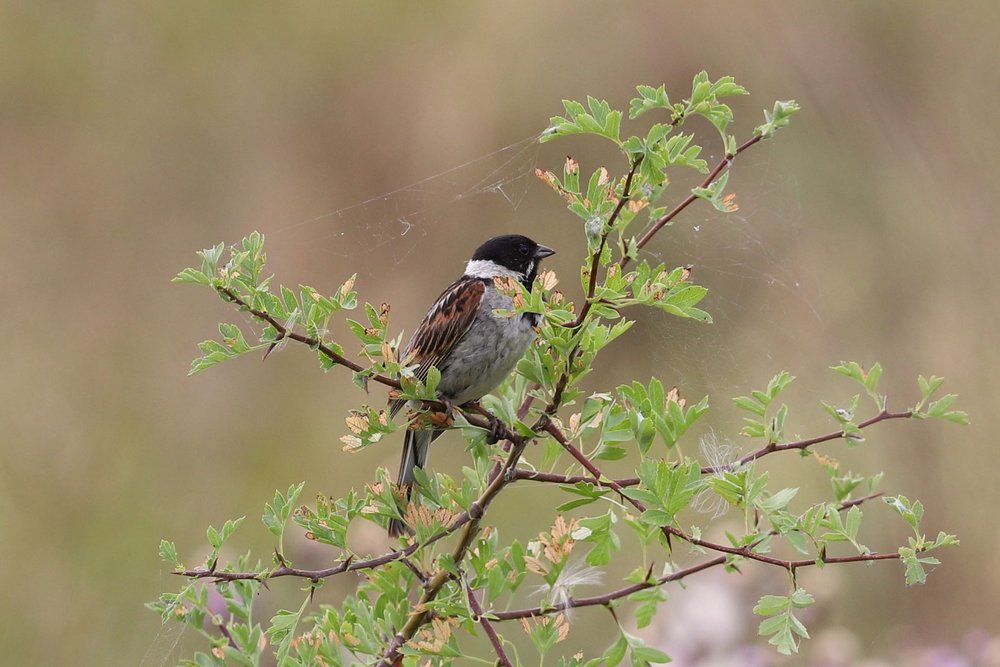 Elmley Nature Reserve photo by Paul Rogers