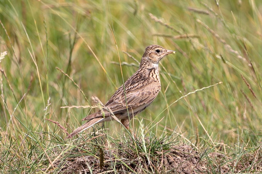 Elmley Nature Reserve photo by Paul Rogers