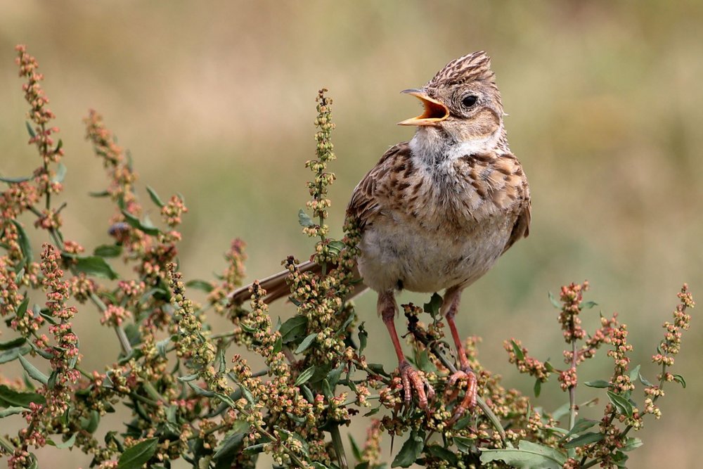 Elmley Nature Reserve photo by Paul Rogers