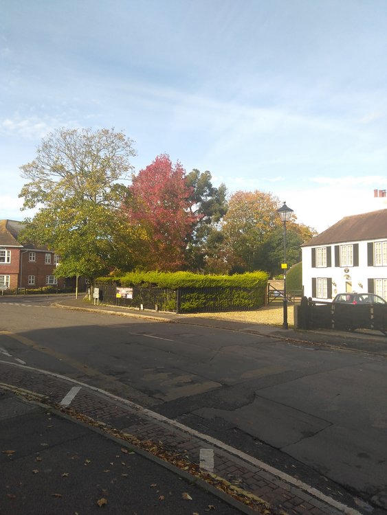 Lovely autumnal colours in Brockenhurst