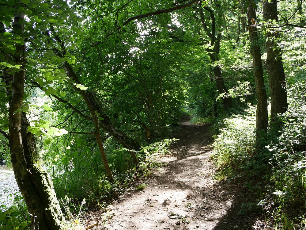 Storrs Wood, Cudworth