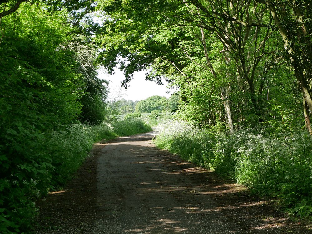 Photograph of Woodland Walk at Wintersett