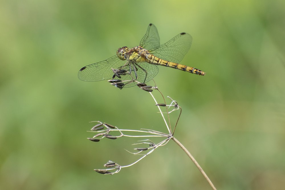 Common Darter
