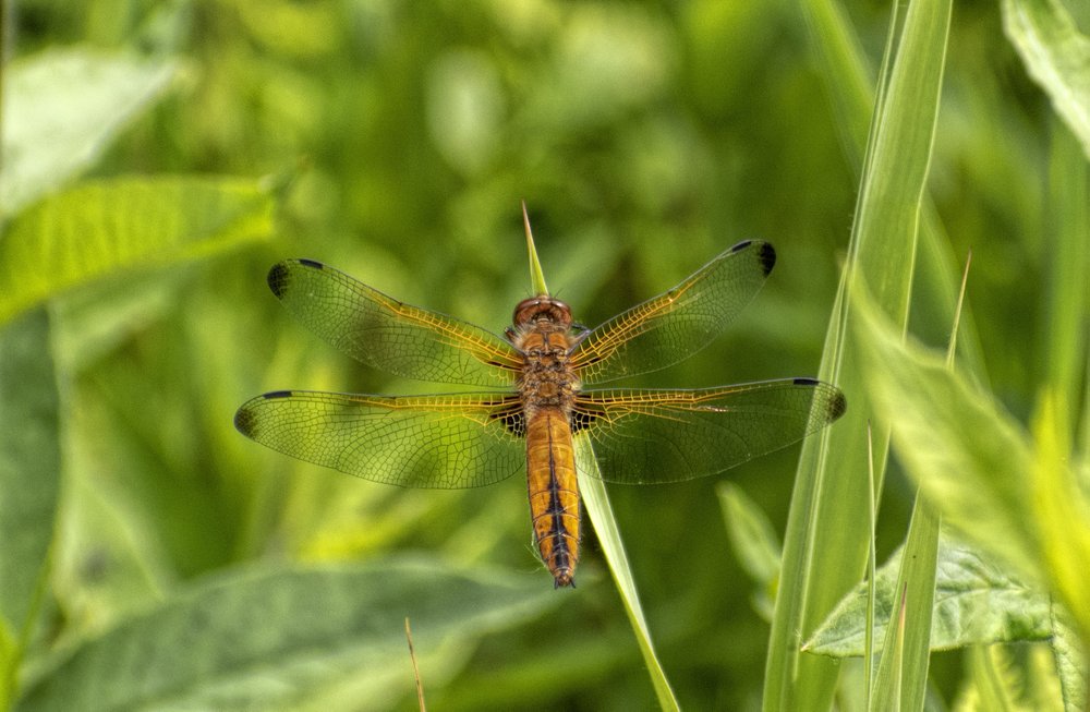 Scarce Chaser photo by Clive Elliston