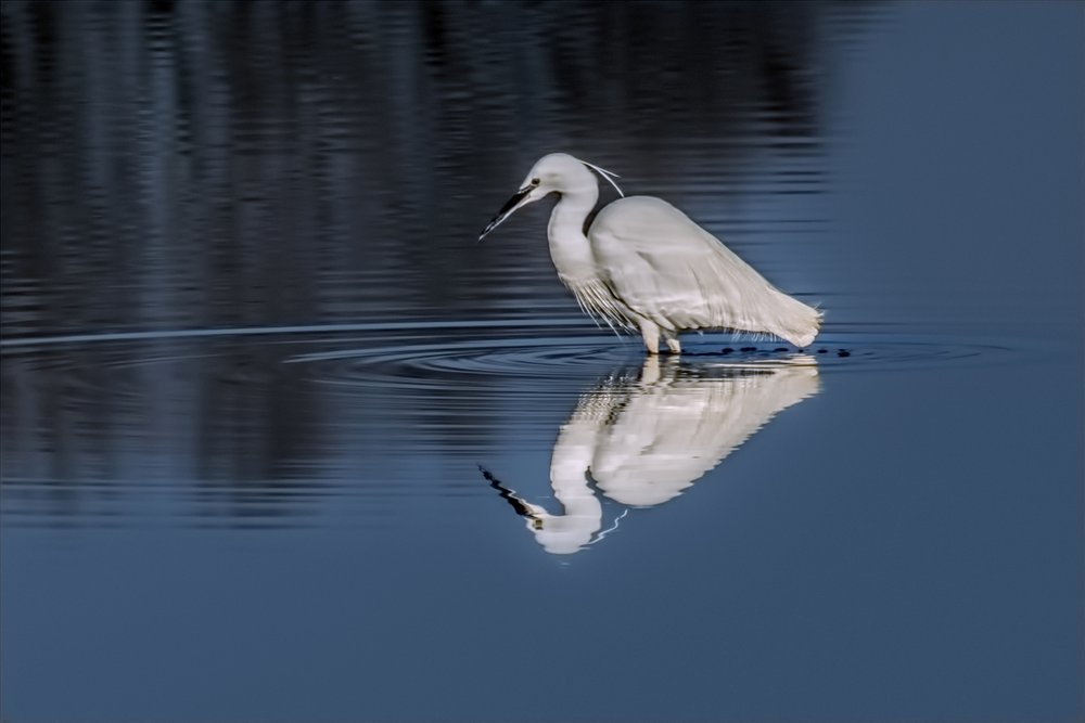 Little Egret photo by Clive Elliston