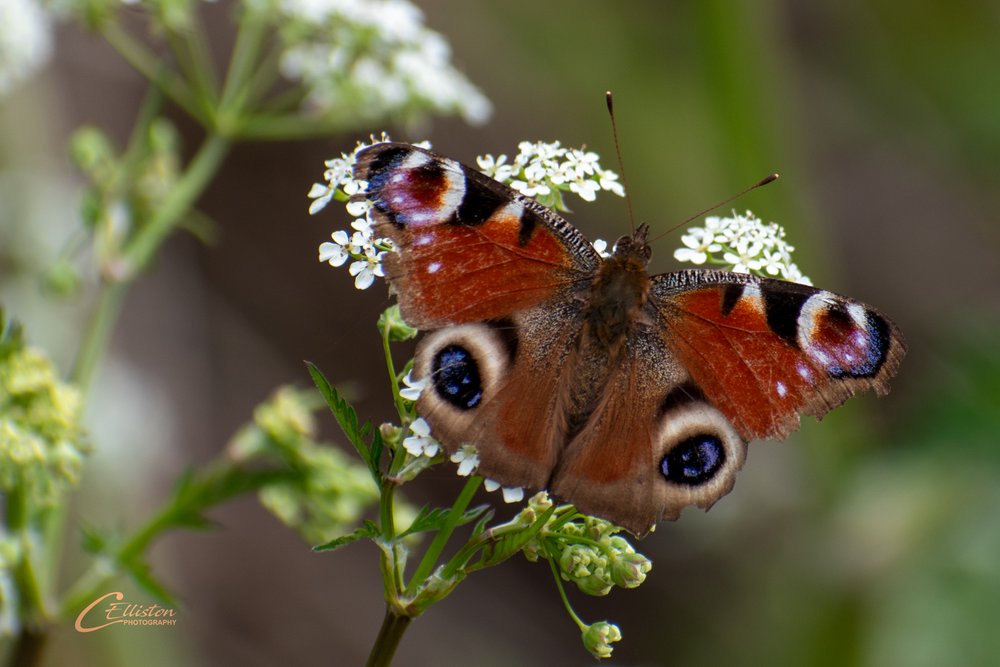 Photo of Peacock Butterfly