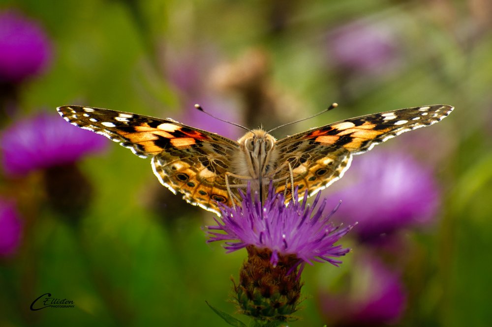Photo of Painted Lady