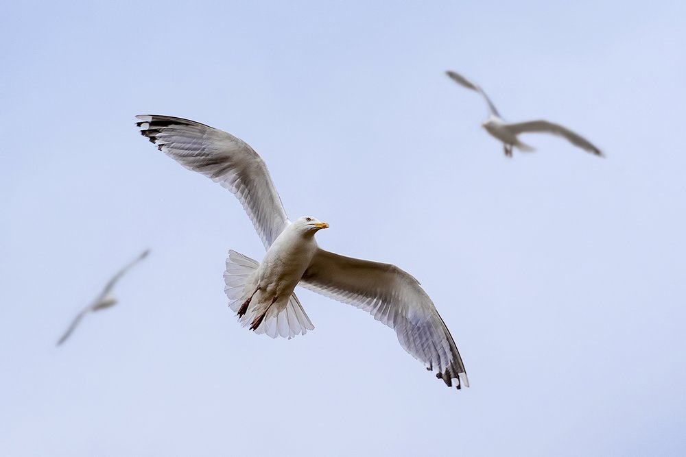 Herring Gull