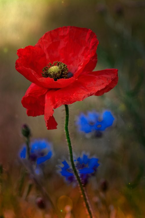 Poppy