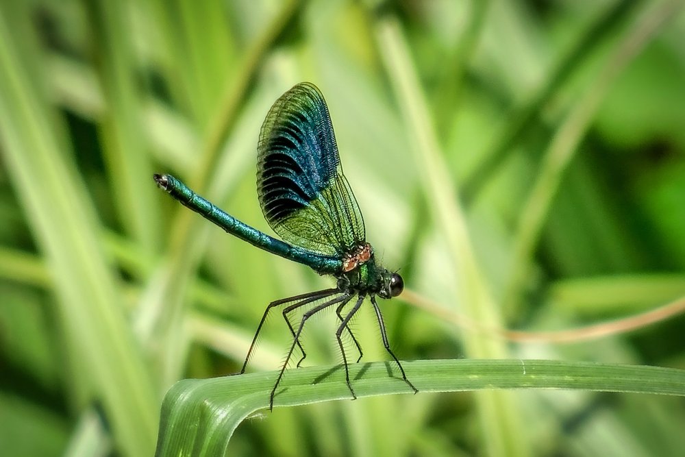 Demoiselle