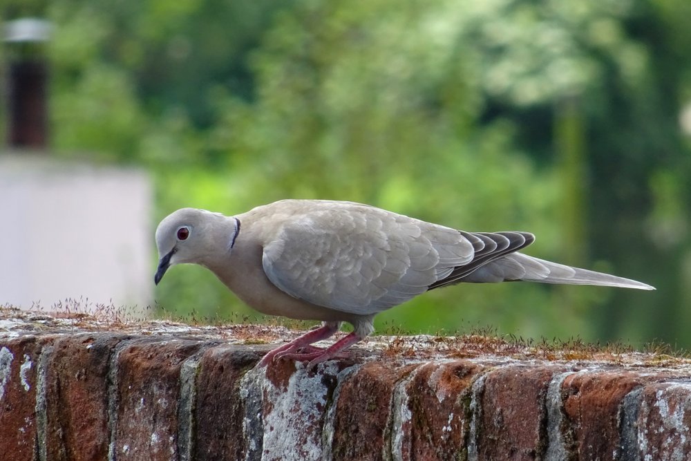 Collared Dove