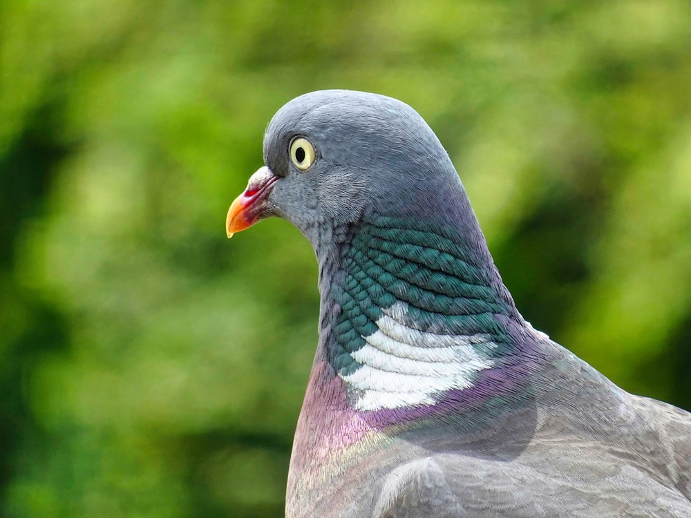 Wood Pigeon