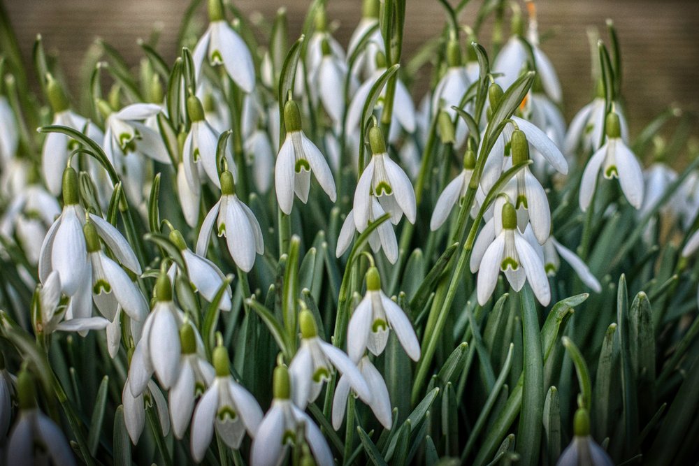 Snowdrops