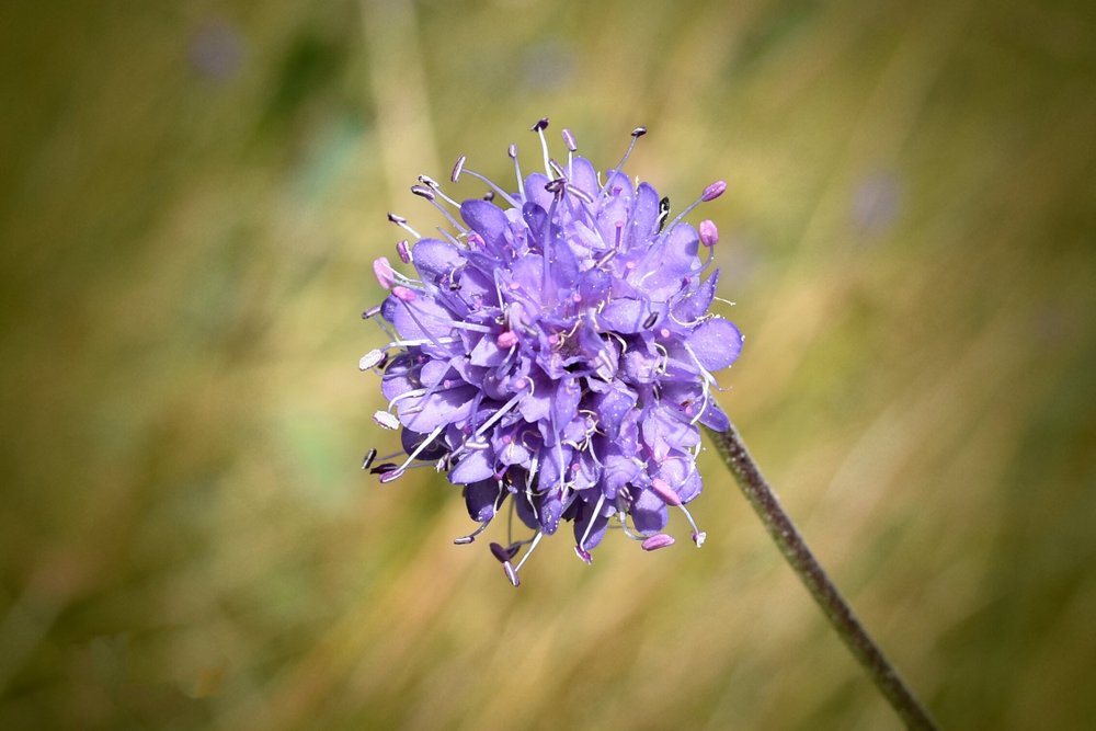 Devil's-bit scabious