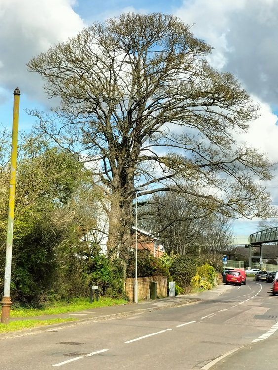 Beautiful tree in Christchurch