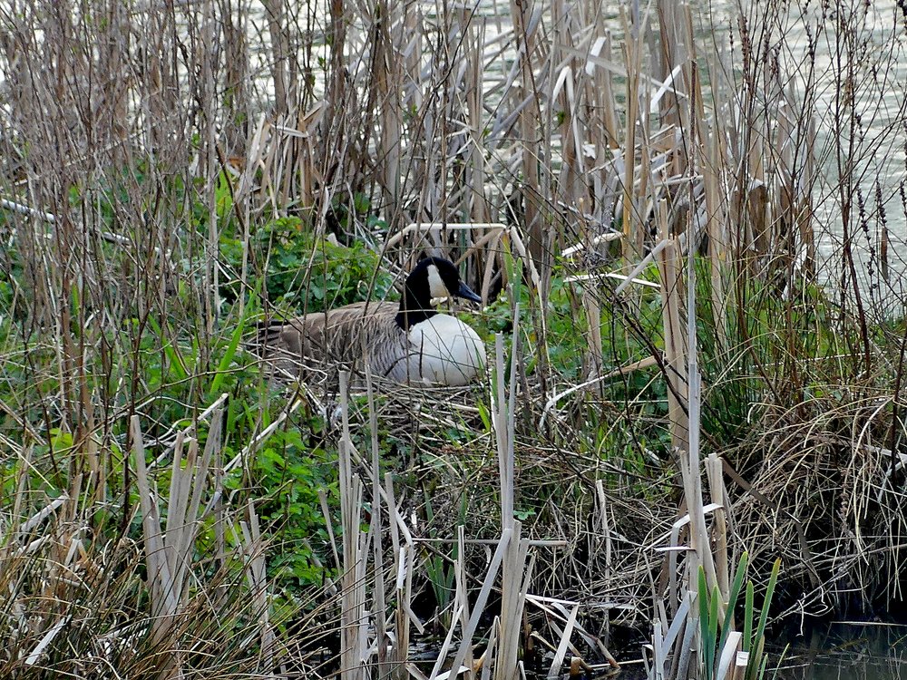 Photograph of Canada Goose on nest Carlton Marsh