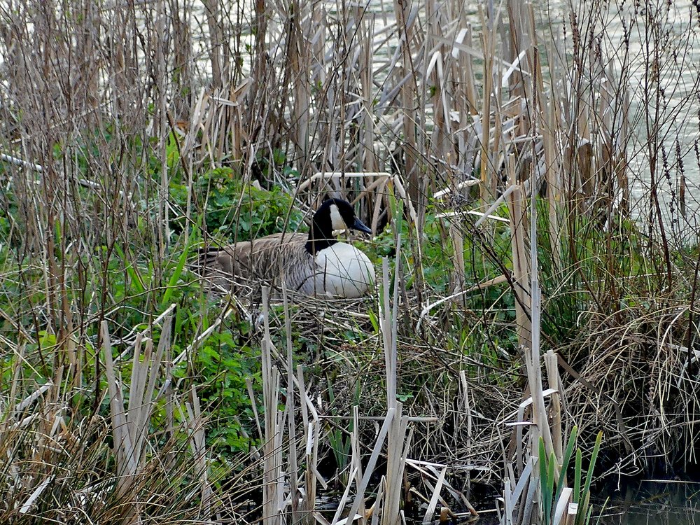 Canada Goose on nest Carlton Marsh