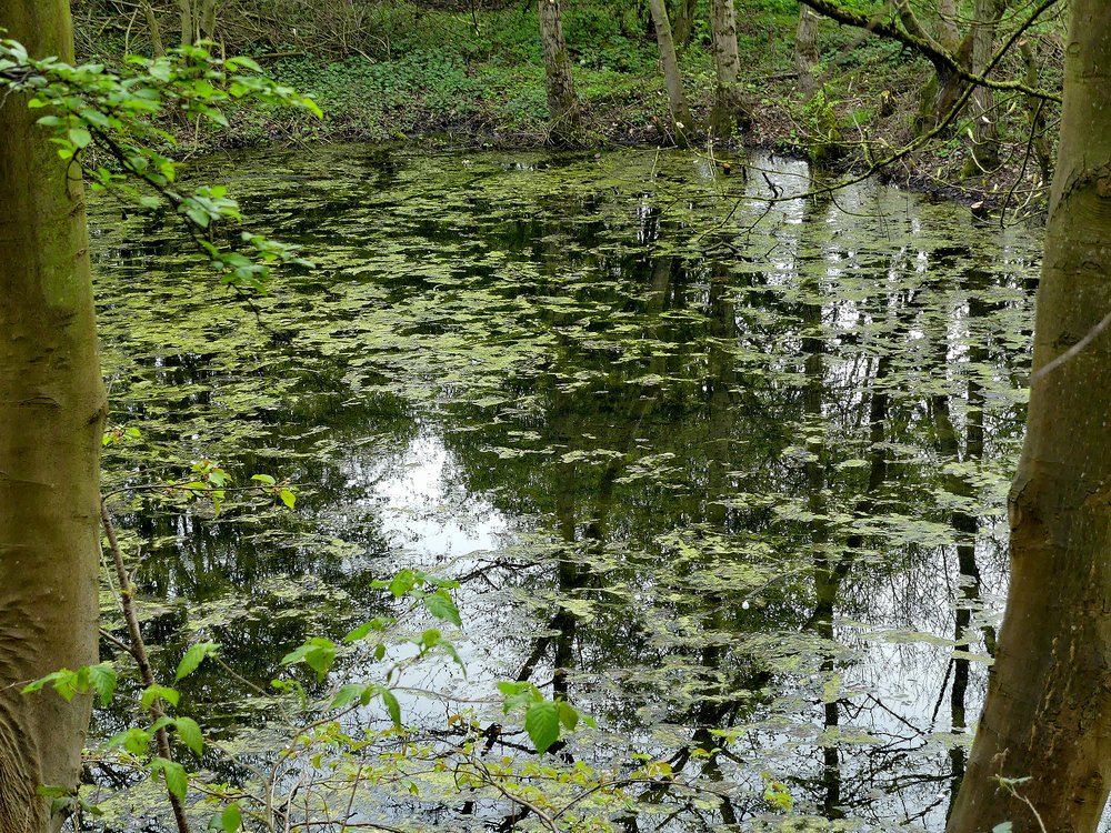 Photograph of Pond at Carlton Marsh