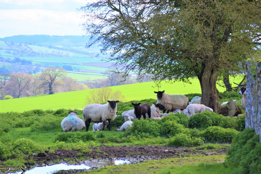 A picture of Craven Arms