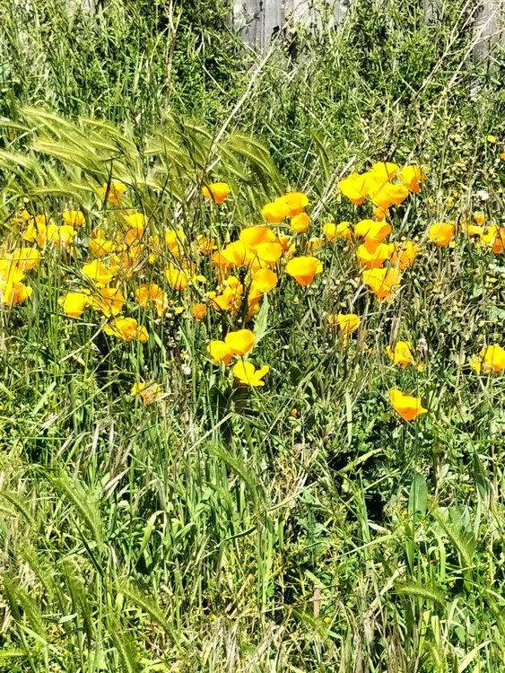 Stunningly beautiful wildflowers in Somerford, Christchurch