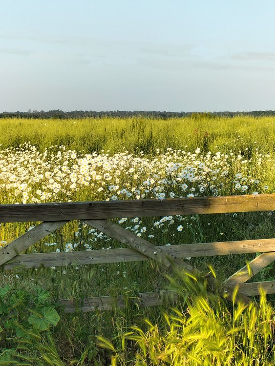 View from Salisbury Road, Burton, Christchurch at the golden hour!