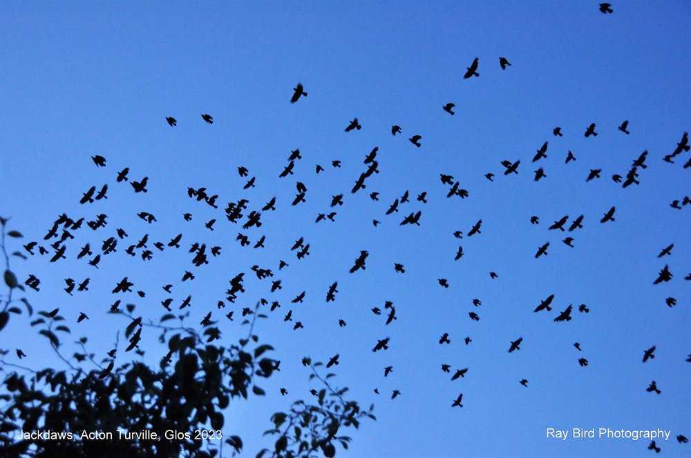 A Jackdaw flypast !!  Acton Turville, Gloucestershire 2023