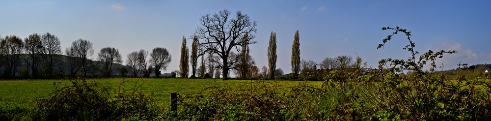 Budleigh Brook line of trees